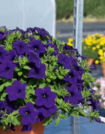 ЕВРО Petunia SURFINIA Trailing Violet неукор черенок ноябрь 2025
