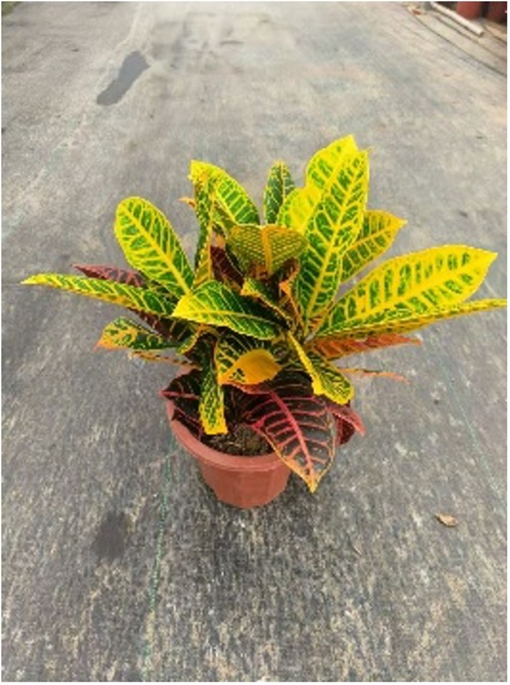 Кодиеум д.25