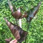 Колоказия POISON CUP