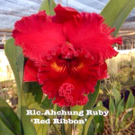 Орхидея ринхолелиокаттлея RLC. AHCHUNG RUBY 'RED RIBBON'