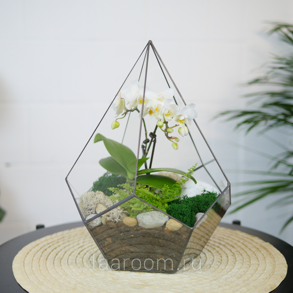 Готовый флорариум с белой орхидеей Капля