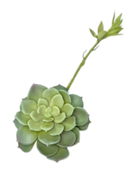 Суккулент 103 сизый