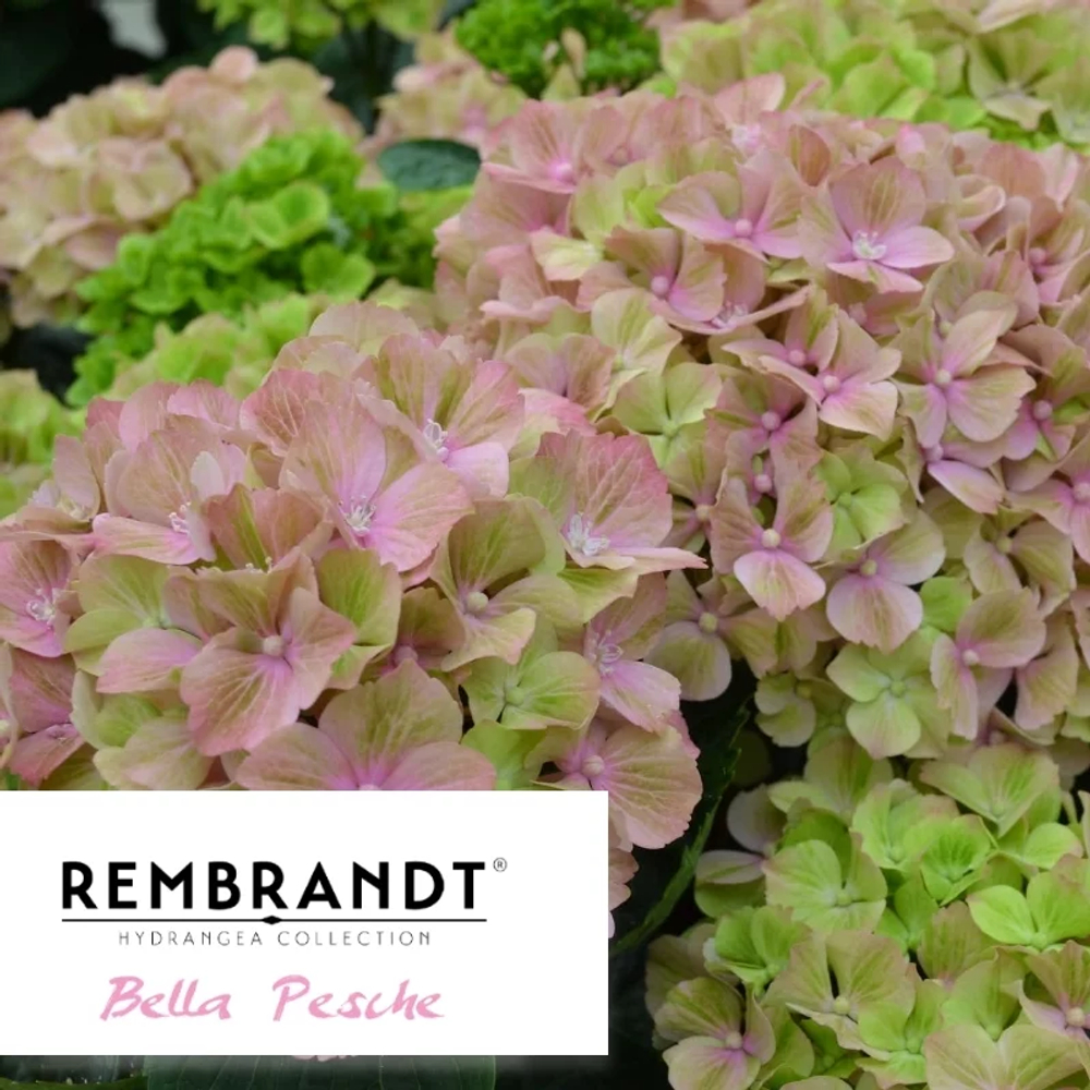 Белла Пич (Rembrandt Bella Pesche) р14 Европа весна 2026 г