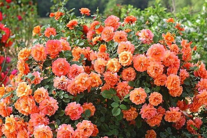 Роза плетистая Оранж Даун