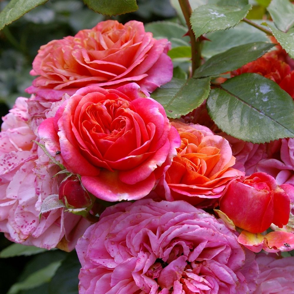 Мэри Энн (Mary Ann)