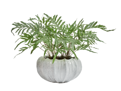 Композиция с папоротником Рэббит Фут в кашпо Treez Effectory Aura