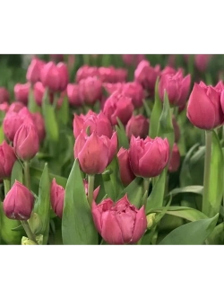 Тюльпаны пионовидные ,луковицы сорт OERAL (4 штуки)