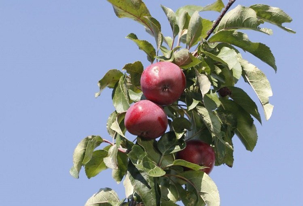 Яблоня Редлав Эра