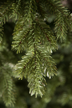 Ель Шервуд Премиум 100% литая 185см зеленая Triumph Tree