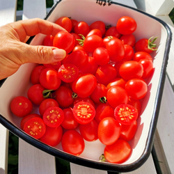 Помидоры Для Зимнего Хранения - Italia Grappoli D'Inverno Tomato