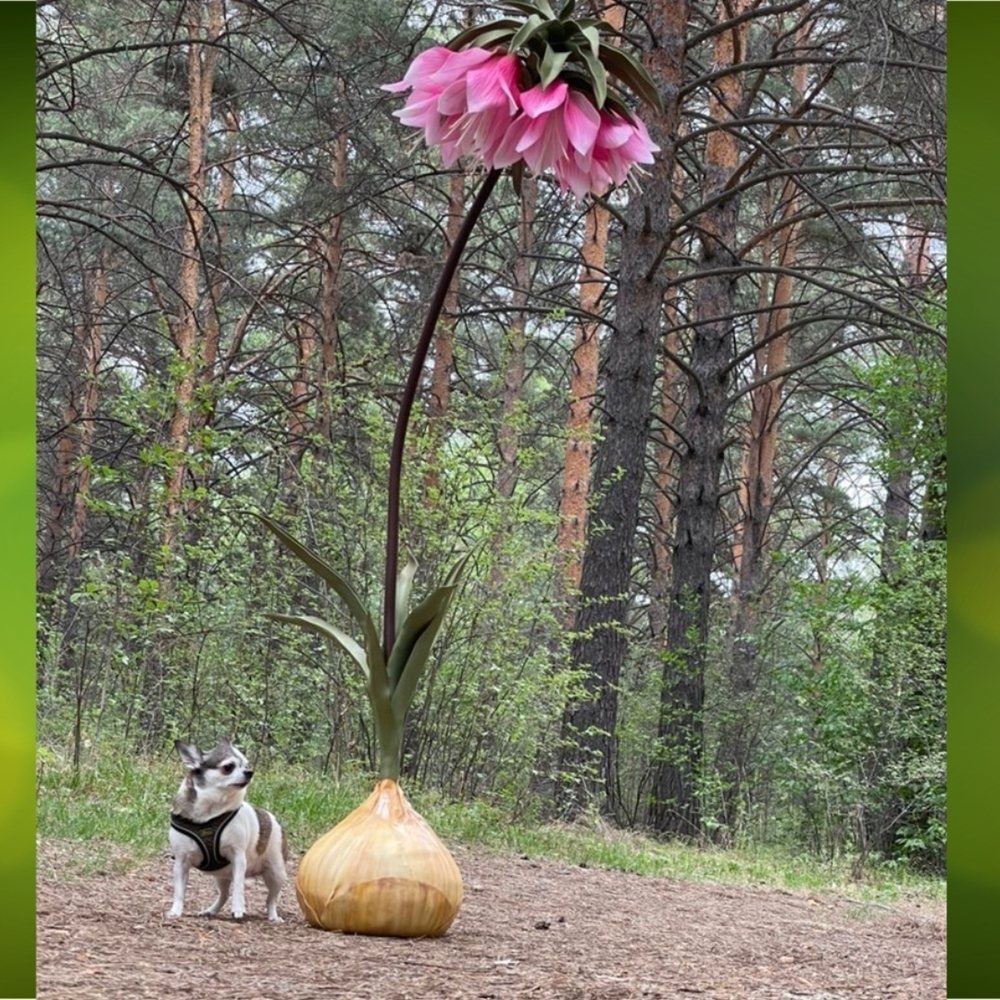 МК Рябчик Императорский "Царская корона"