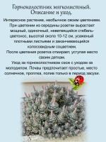 Горноколосник мягколистный многолетний
