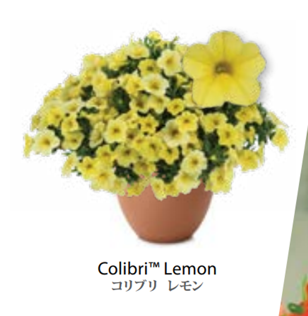 ЕВРО Calibrachoa Colibri Lemon укорененный черенок ноябрь