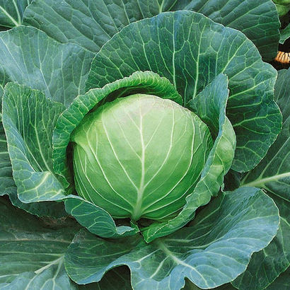 Лагрима F1 семена капусты белокочанной (Rijk Zwaan / Райк Цваан)