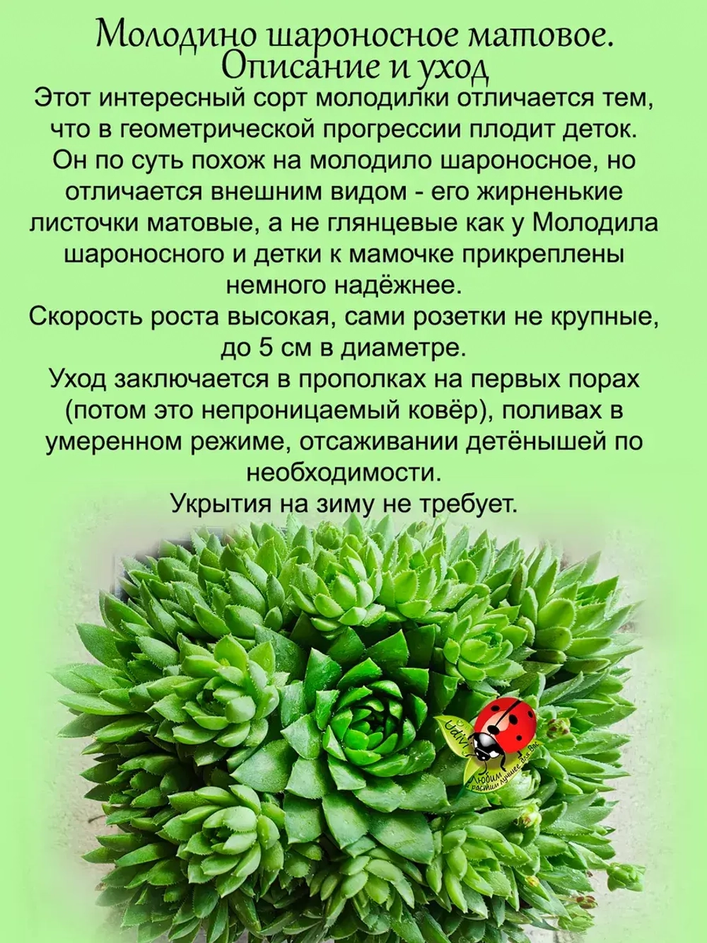 Молодило Шароносное матовое каменная роза