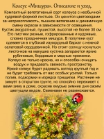 Колеус Мишура вегетативный