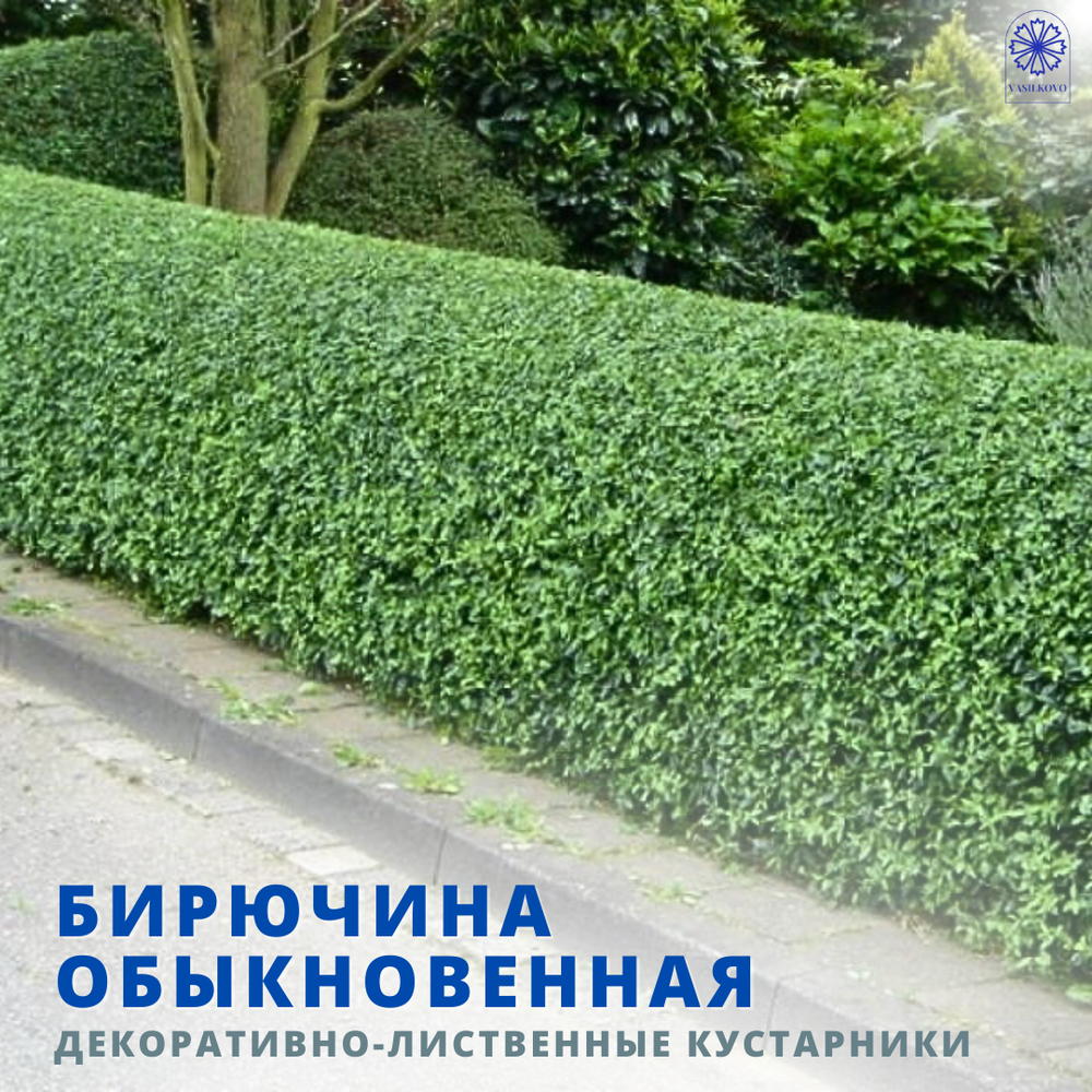 Бирючина обыкновенная