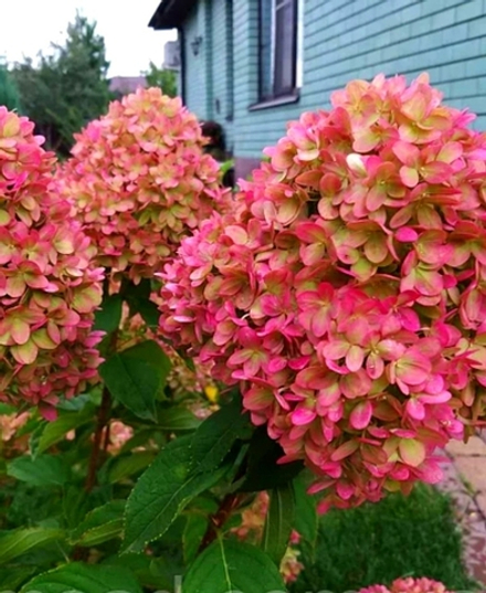 "Меджикал Кендл" (Magical Candle) Метельчатая Гортензия Р9