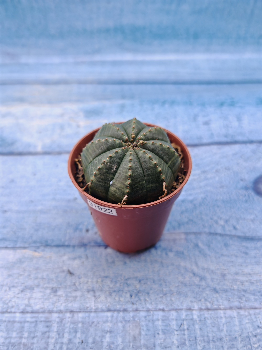 Euphoria Obesa (Эуфорбия)