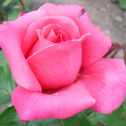 Роза  сорт Шакира