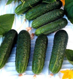 Надюша F1 семена огурца пчелоопыляемого (Seminis / Семинис)
