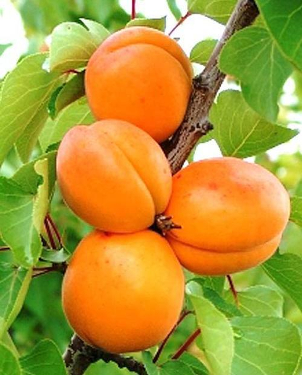 Абрикос Алеша