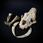 Smilodon