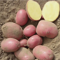 Картофель Балтик Роуз, комплект из 10 клубней