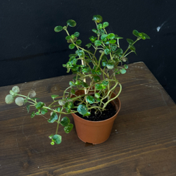 Пеперомия круглолистная