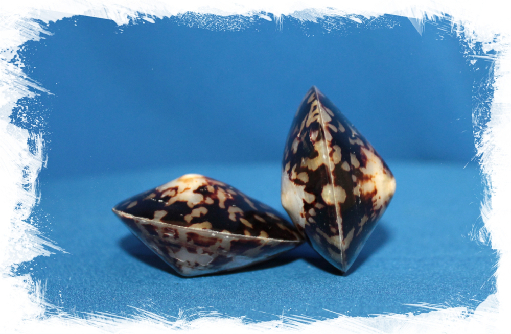 Целлана тестудинария