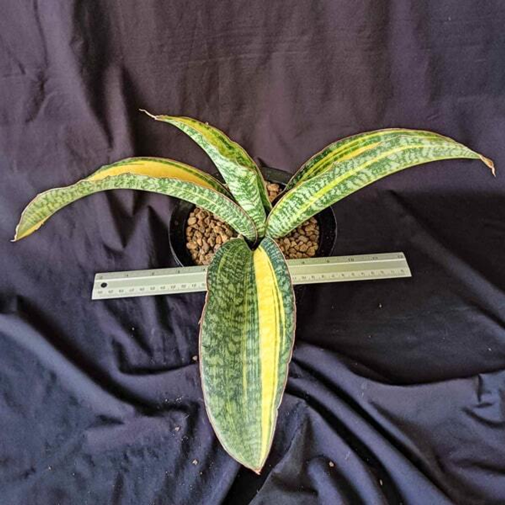 Сансевиерия PHUPRAMORN DELIGHT VAR