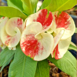 Эуфорбия Миля NETR PETCH