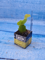 Schlumbergera cv. Cristen Aurea (Шлюмбергера)