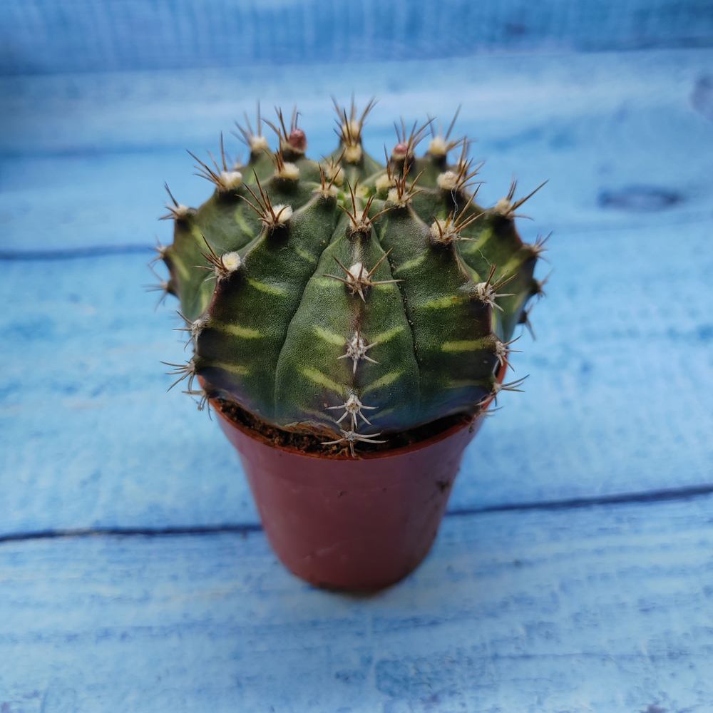 Gymnocalycium Friedrichii (Гимнокалициум)