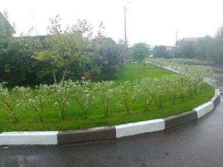 Озеленение участка