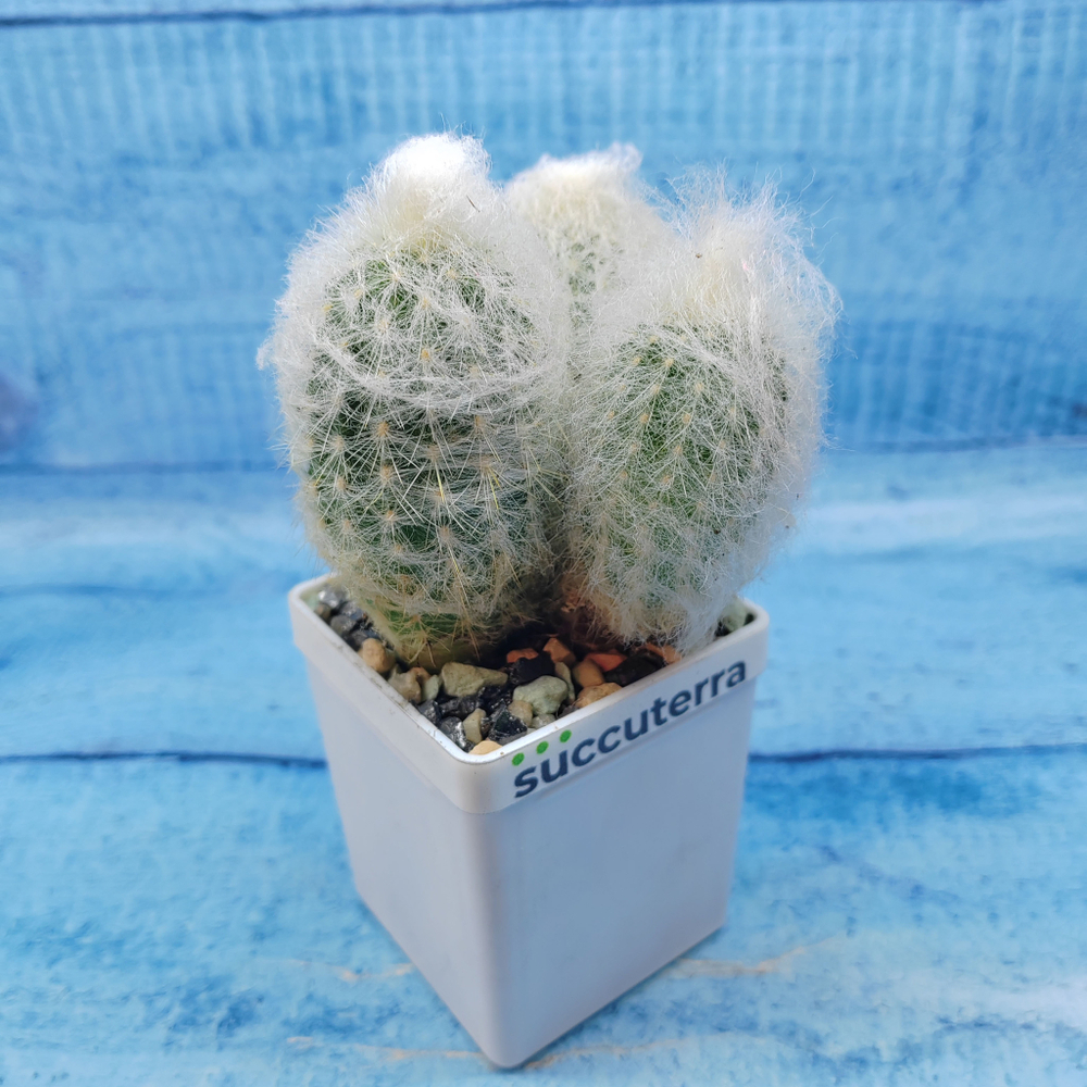 Espostoa Melanostele (Эспостоа)