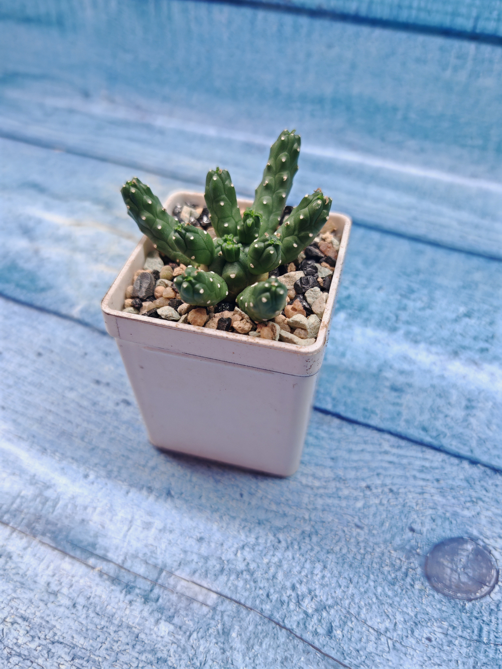 Euphorbia Inermis (Эуфорбия)