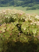 Гортензия метельчатая Пастель Грин