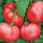 Пинквин F1 семена томата индетерминантного (Rijk Zwaan / Райк Цваан)