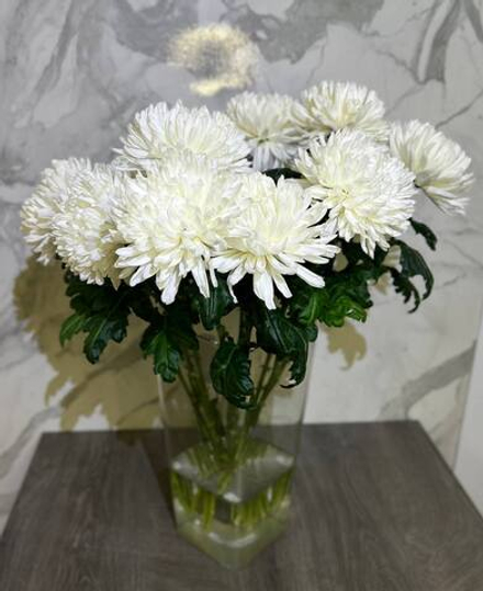 Хризантема белая одноголовая