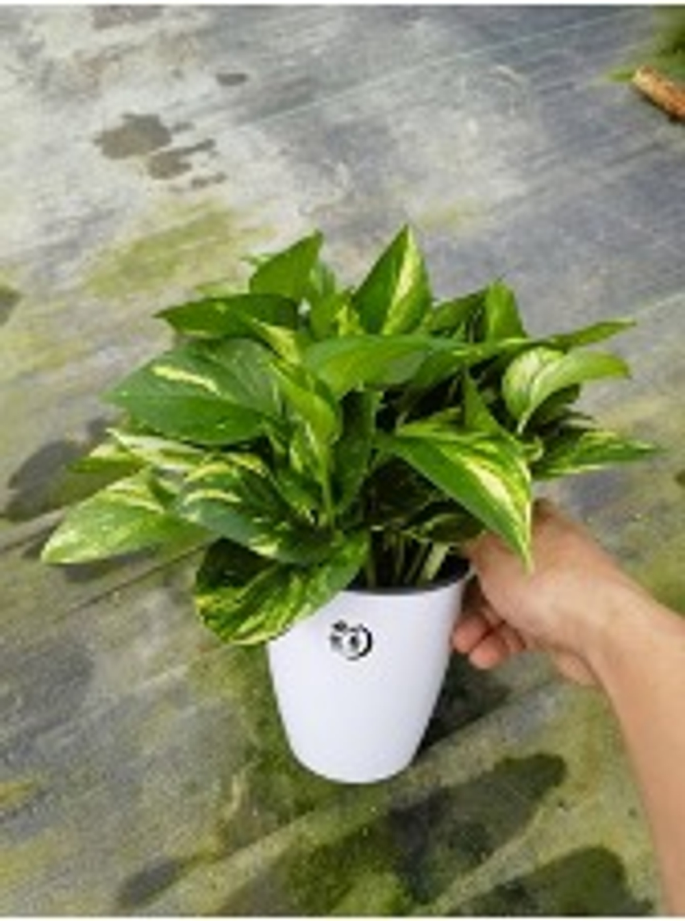 Эпипремнум aureum д.12 горшок с автополивом