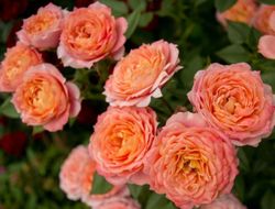 Бриоза (Briosa)