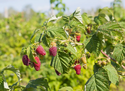 Малина летняя Таруса