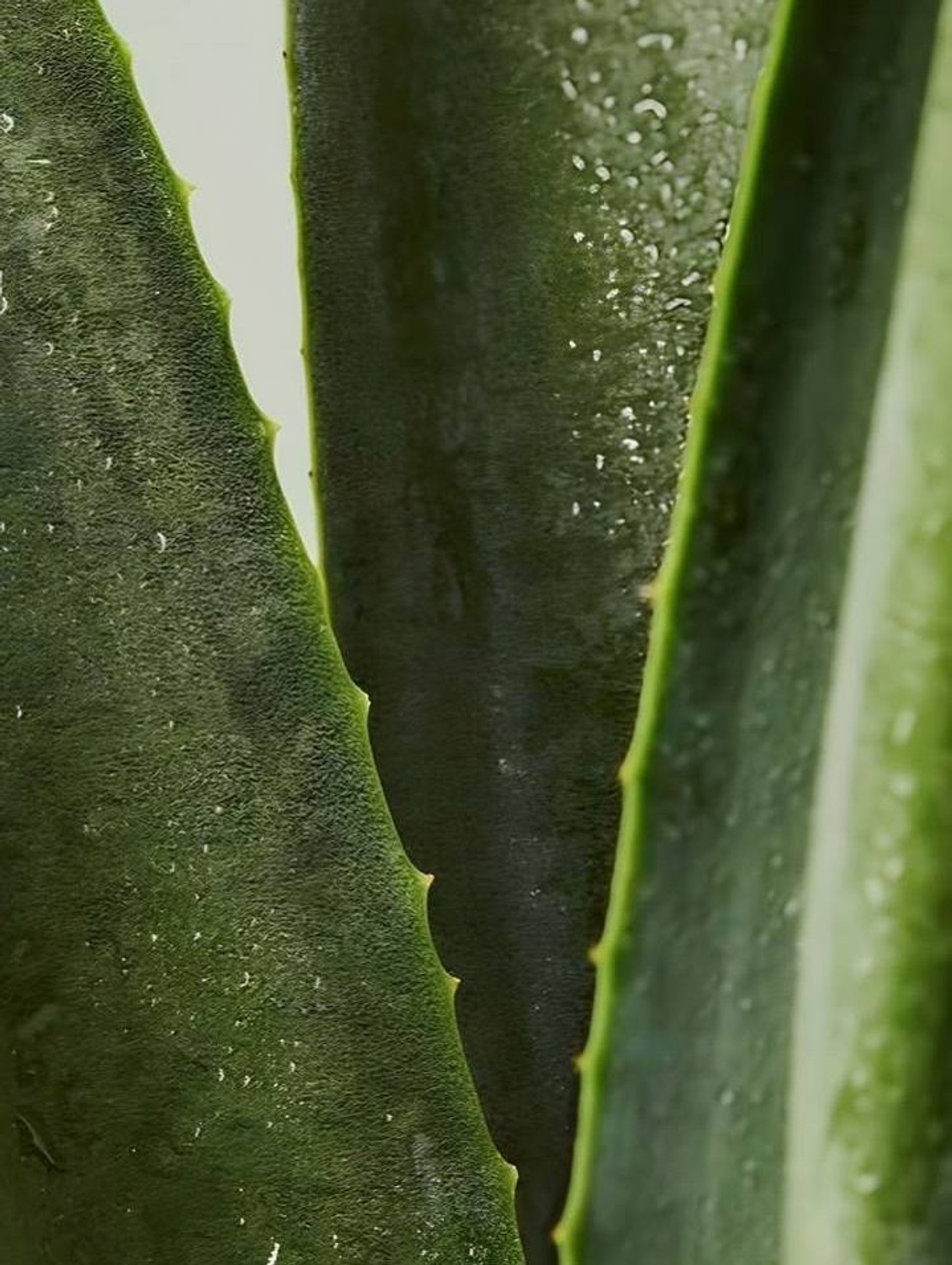 «Натуральный состав» — что это значит на самом деле