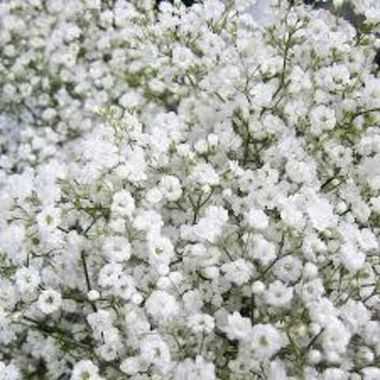 3789 Гипсофила FESTIVAL WHITE (ВЕСНА 2025)
