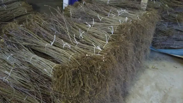 Закладка маточника: как мы выращиваем выносливые подвои для сибирских саженцев