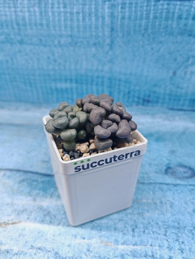 Aloinopsis schooneesii (Алоинопсис)