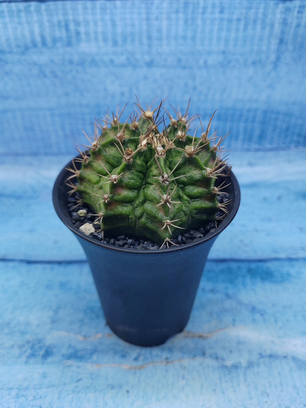 Gymnocalycium T-Rex Pink hybride (Гимнокалициум T-rex)