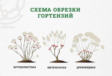 Как сохранить гортензию в сибирские морозы: практические советы