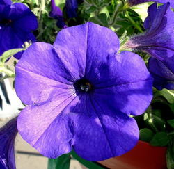 Петуния грандифлора Фалкон Блю (1000др) Витагрин Профи